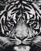 Biely Tigr