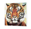 Tiger (Pc0595)